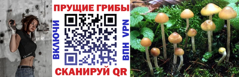 где купить наркотик  Славск  Псилоцибиновые грибы прущие грибы 